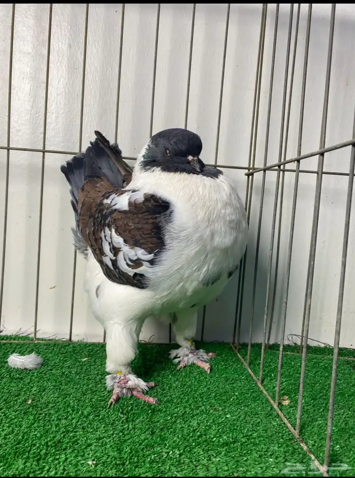 حمام مودينا أمريكي 2