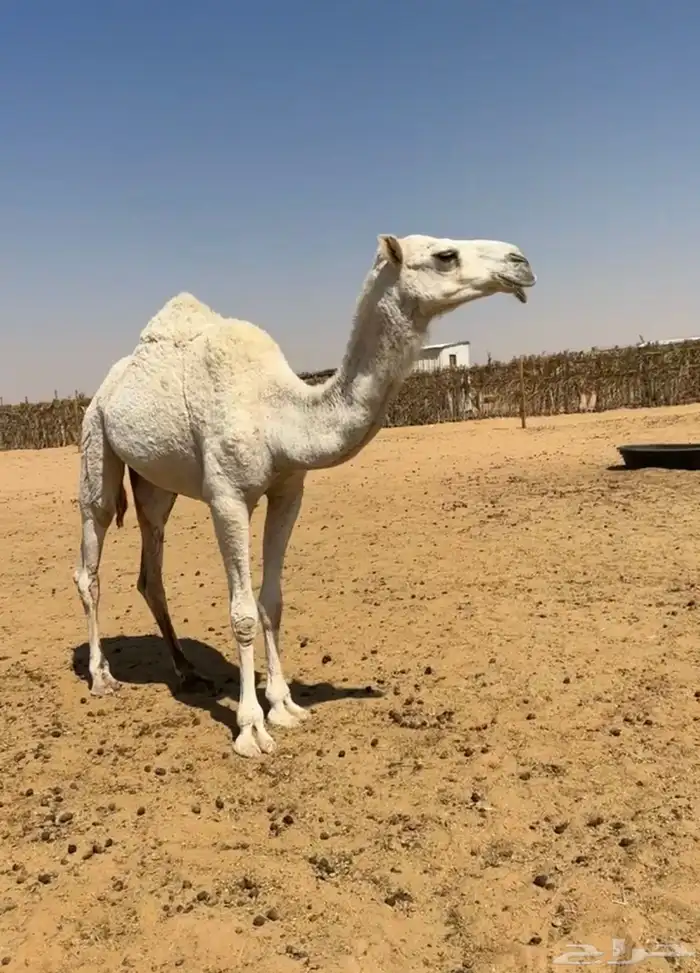 بكار ثلاث جذعه ولقيه وضح وحقه صفرا 5