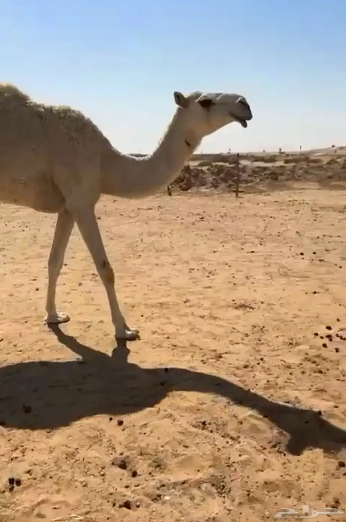 بكار ثلاث جذعه ولقيه وضح وحقه صفرا 0