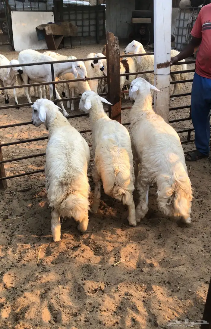 جذعان حريات 1