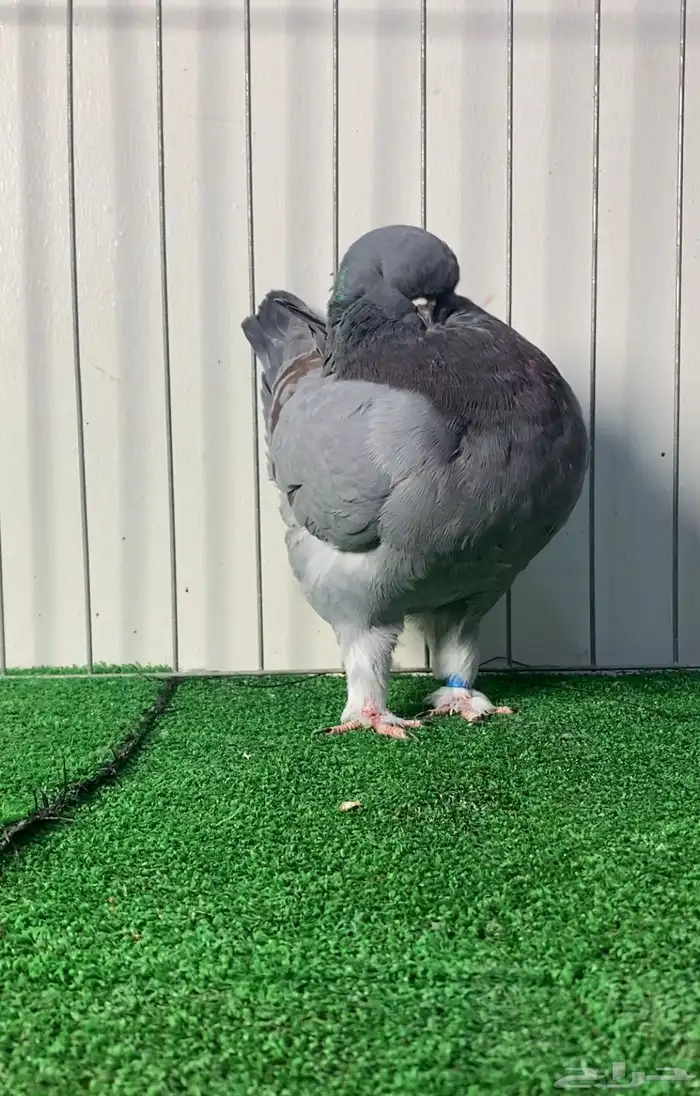 حمام مودينا أمريكي 6