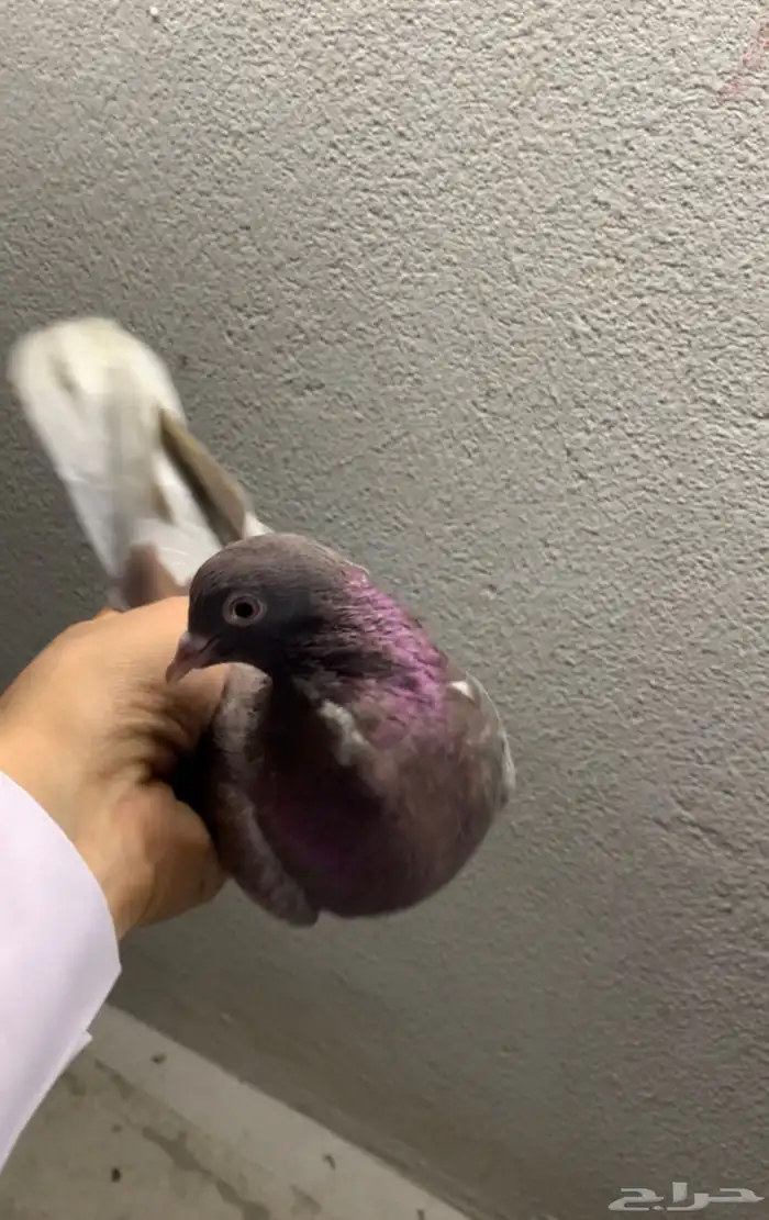 حمام قلابي حمر توب التوب 0