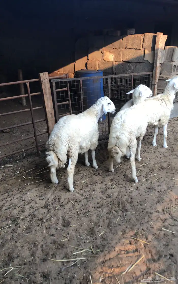 جذعان حريات 0