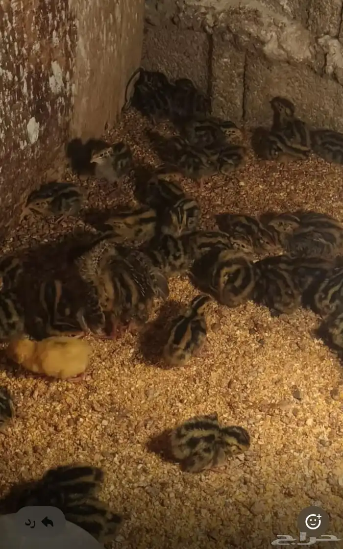 صوص سمان بلدي وسمان اوربي جامبو العمر من يوم الى خمسه ايام 0