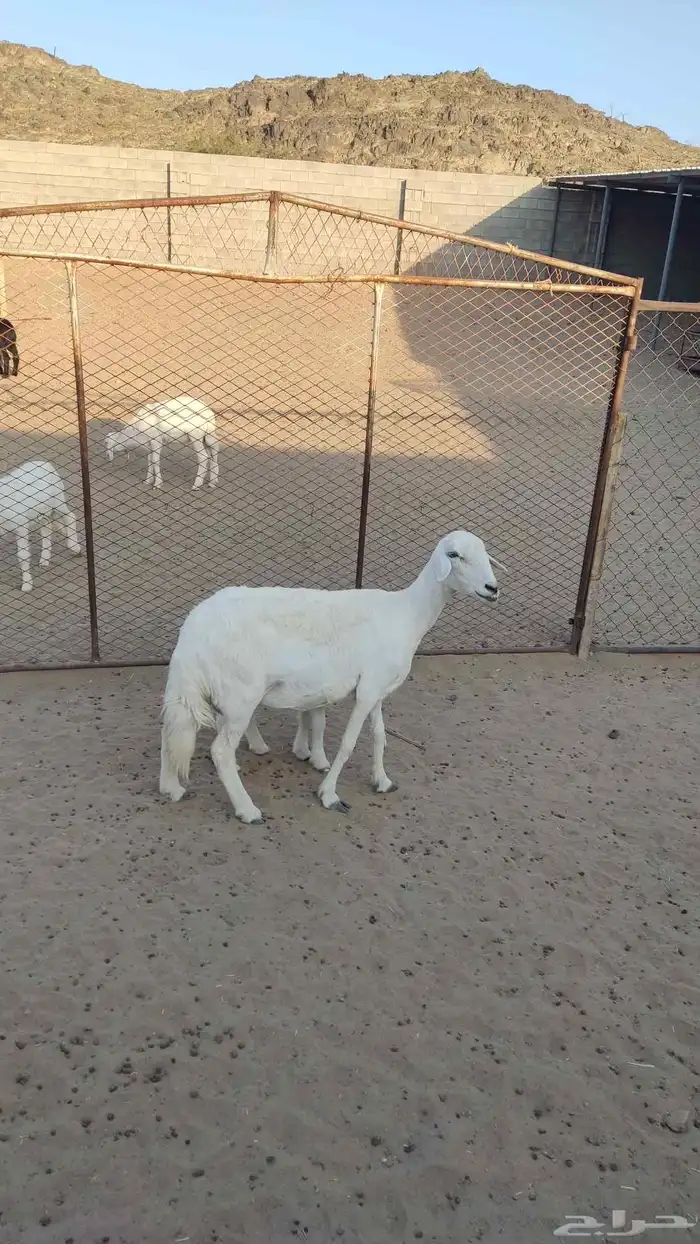 شاه عليه خروف 1