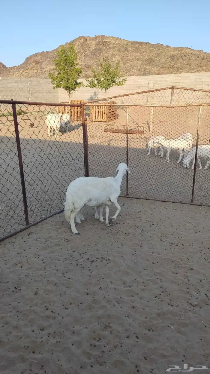 شاه عليه خروف 2