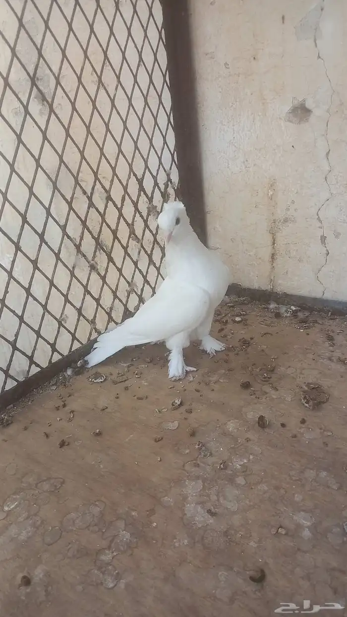 ذكر رجل عجم 5