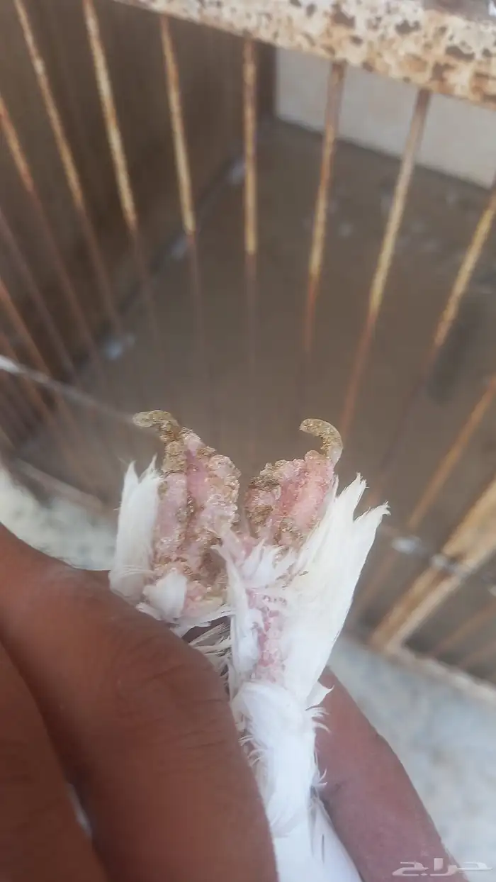 ذكر رجل عجم 2