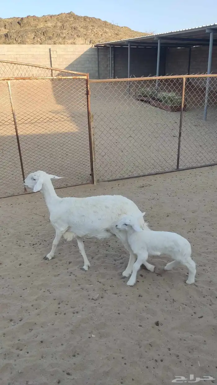 شاه عليه خروف 0