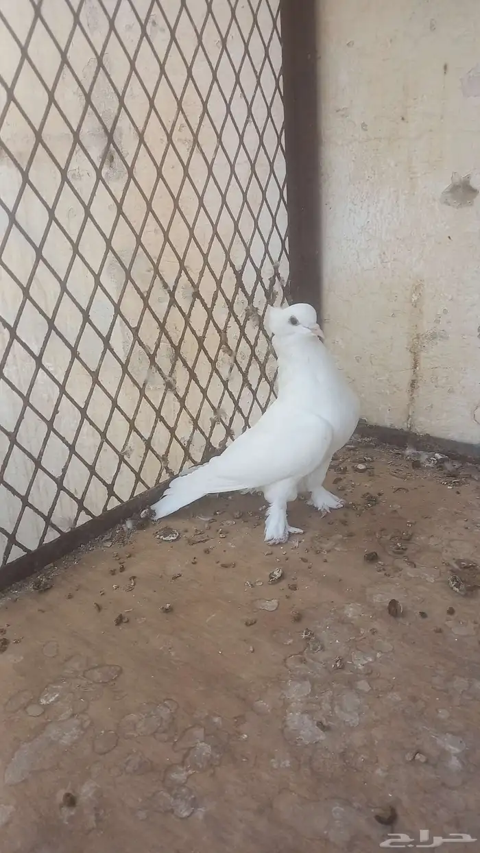 ذكر رجل عجم 1