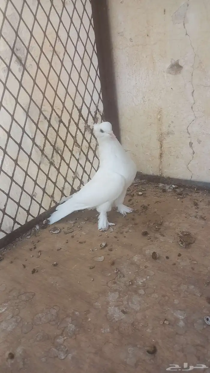 ذكر رجل عجم 3