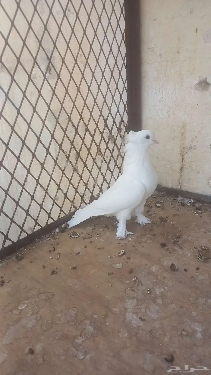 ذكر رجل عجم 0