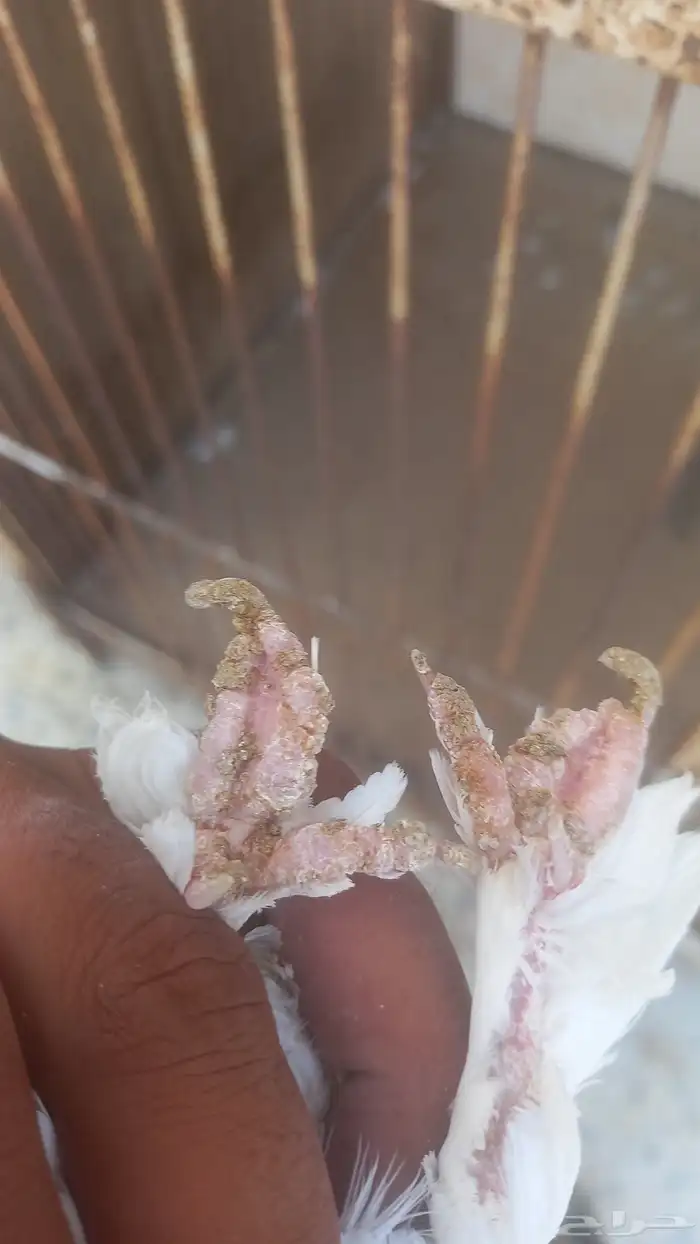 ذكر رجل عجم 4