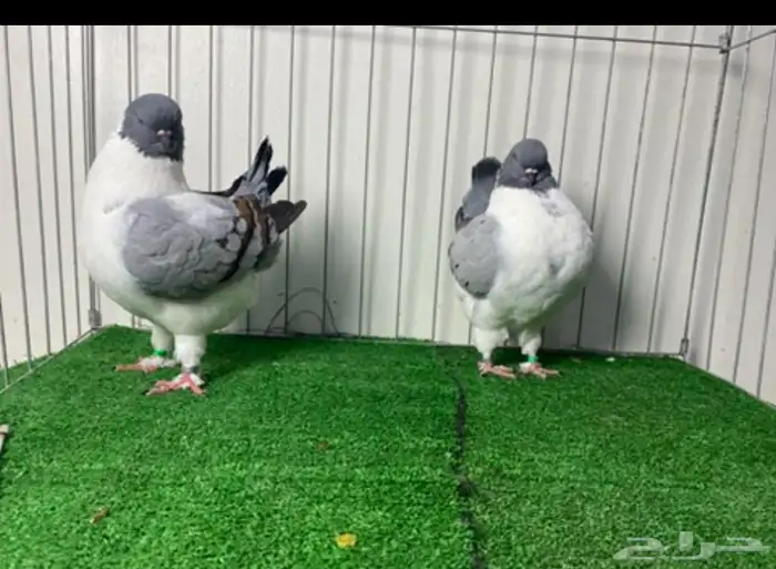 حمام مودينا أمريكي 9