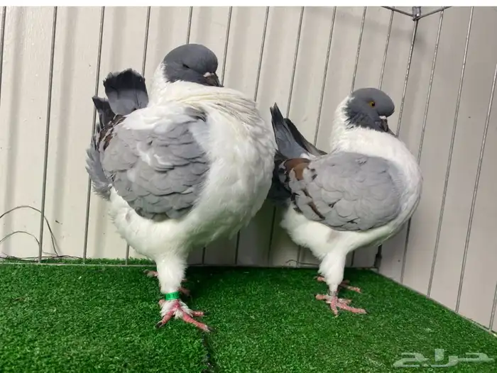 حمام مودينا أمريكي 8