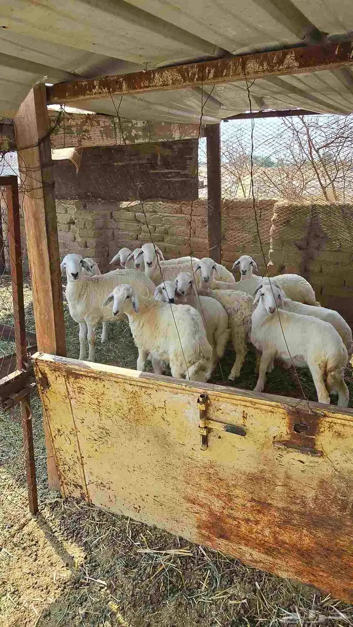 ضان حريات مع بهمها ومع فحلها 5