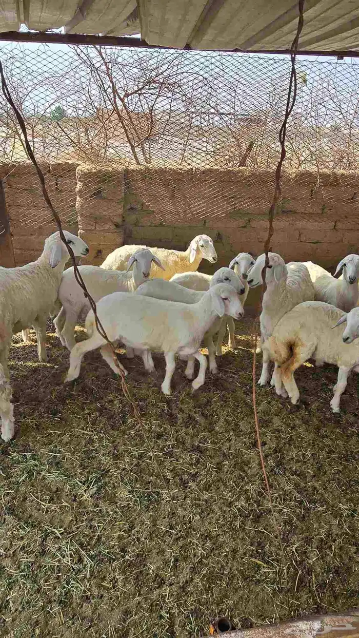 ضان حريات مع بهمها ومع فحلها 1