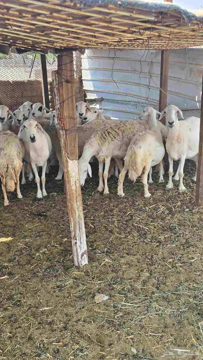 ضان حريات مع بهمها ومع فحلها 0