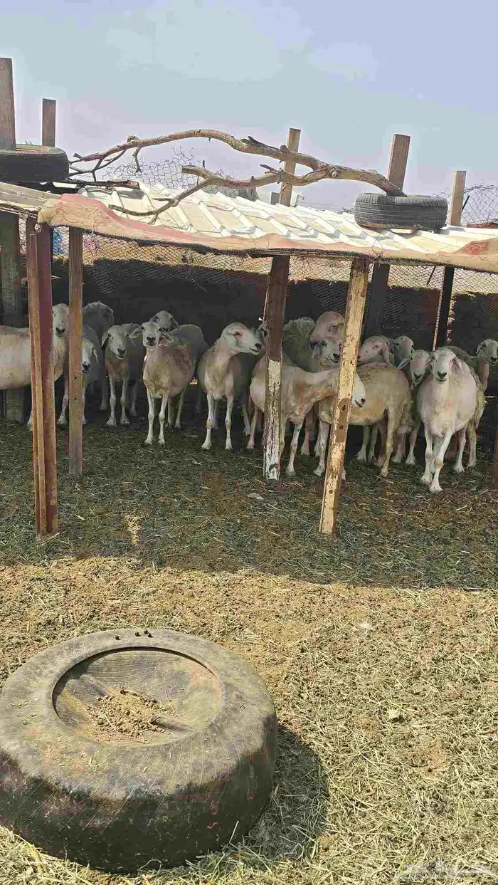 ضان حريات مع بهمها ومع فحلها 6