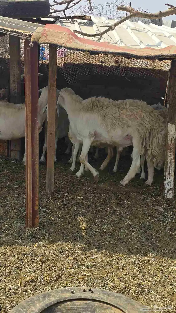 ضان حريات مع بهمها ومع فحلها 3