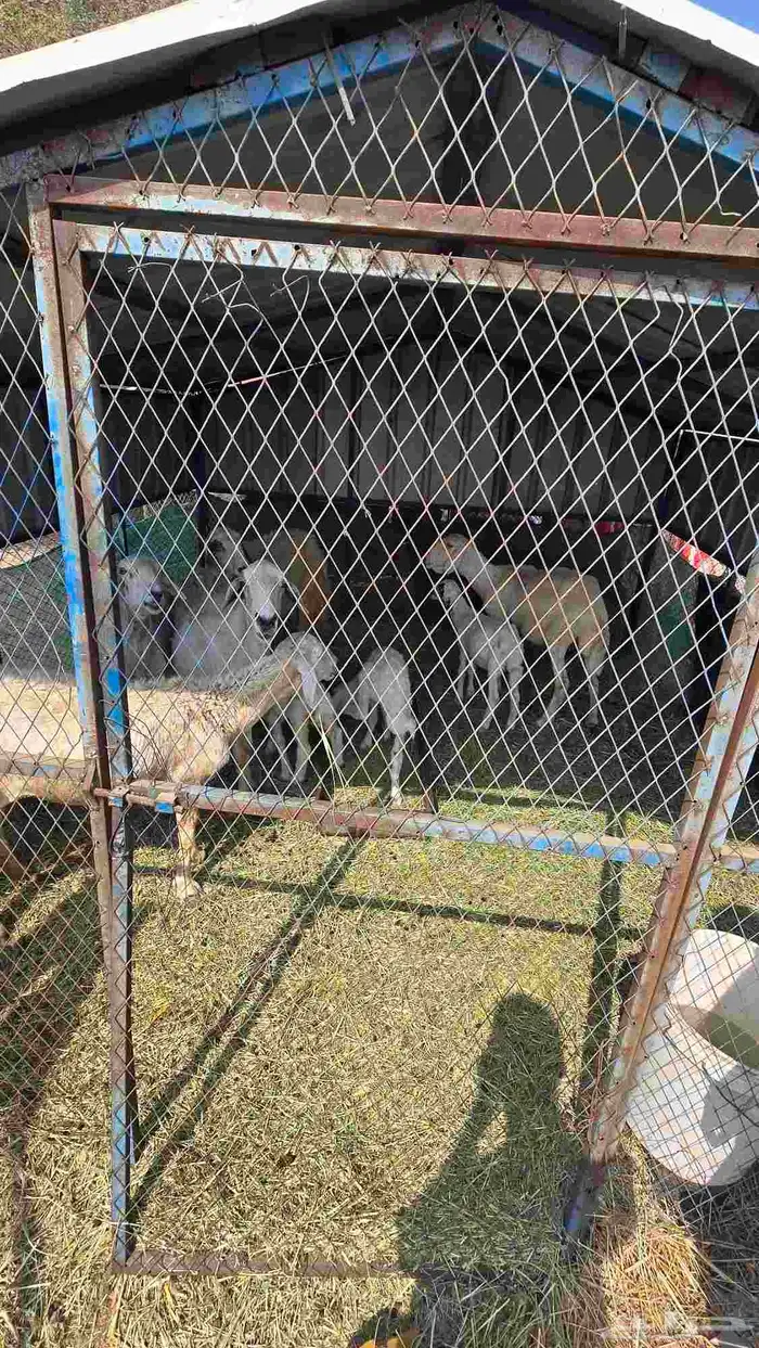 ضان حريات مع بهمها ومع فحلها 7