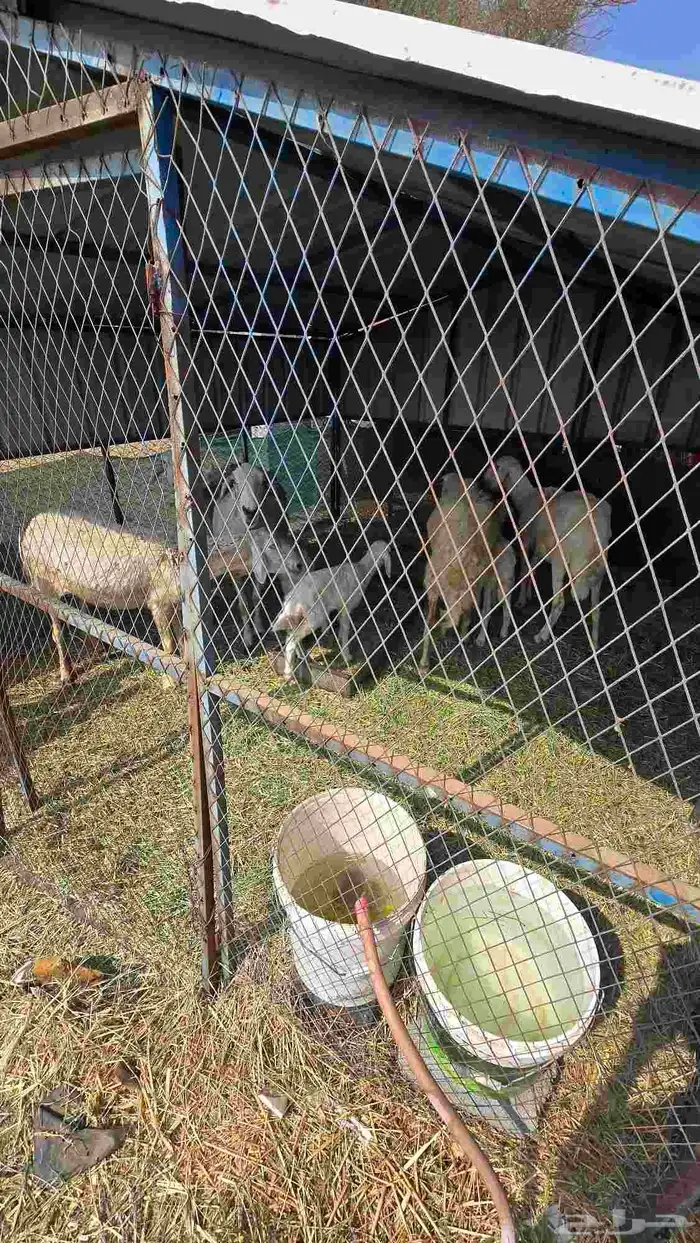 ضان حريات مع بهمها ومع فحلها 8