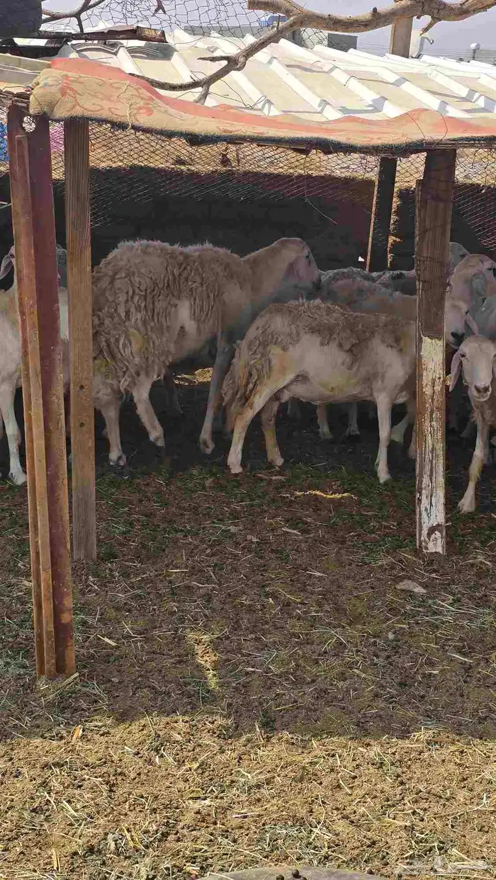 ضان حريات مع بهمها ومع فحلها 4