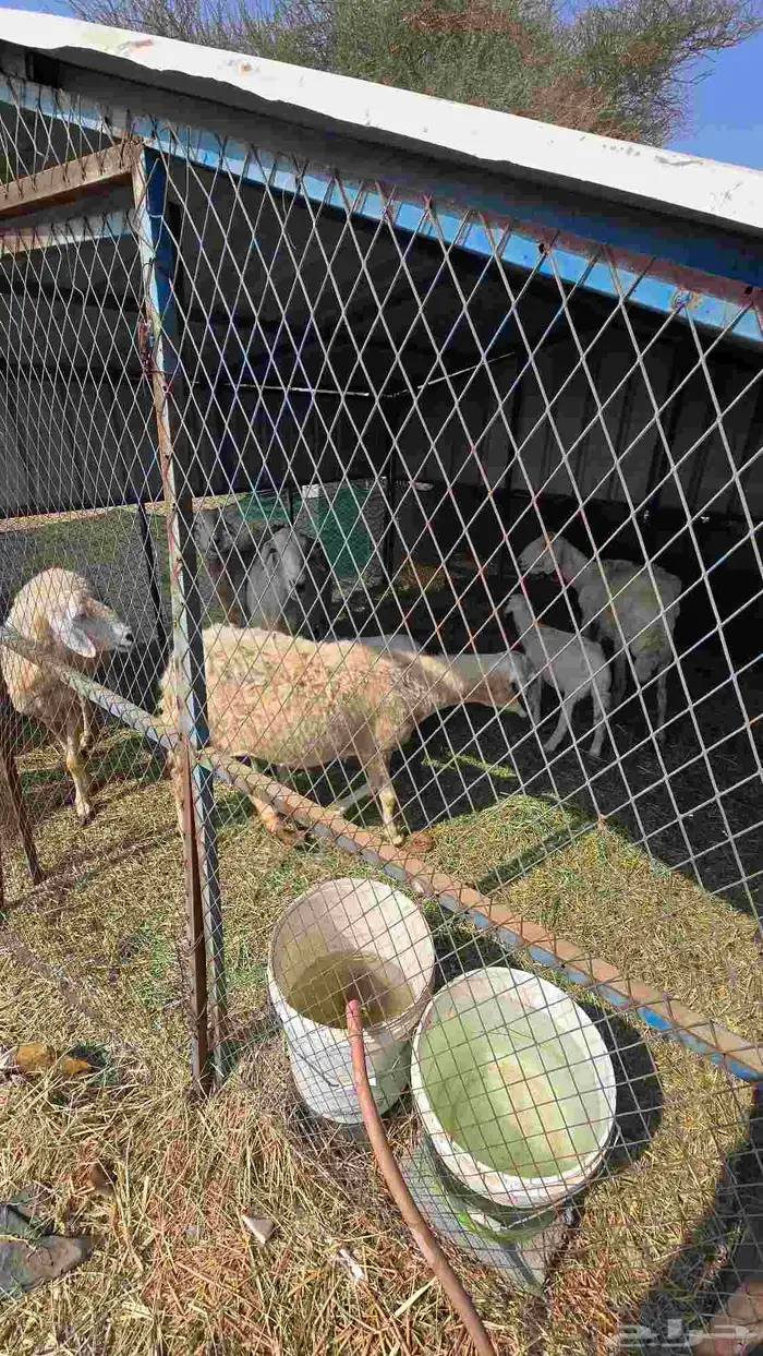 ضان حريات مع بهمها ومع فحلها 9