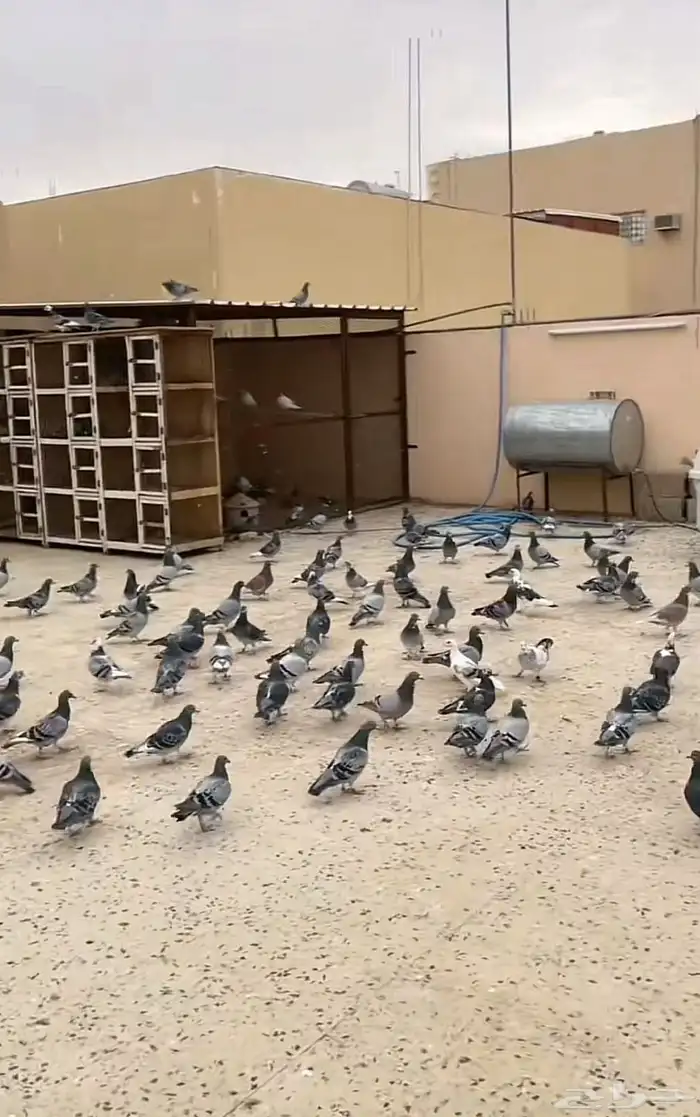 حمام على الشرط 1