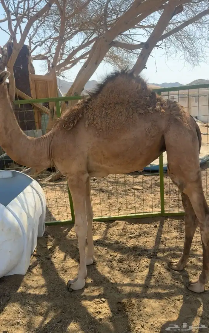 بكره العمر سبعه اشهر 0