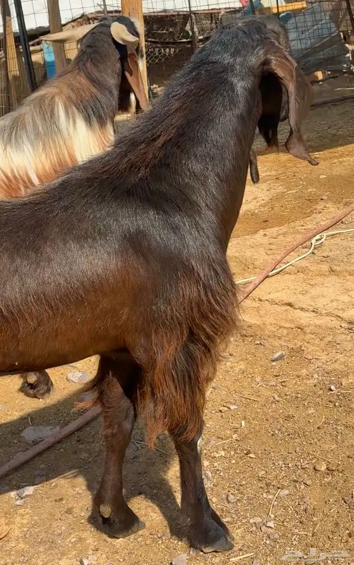 تيس فحل قبرصي ادهم 0