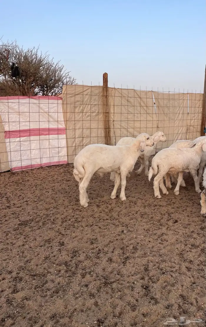 بهم تربيه للبيع 0