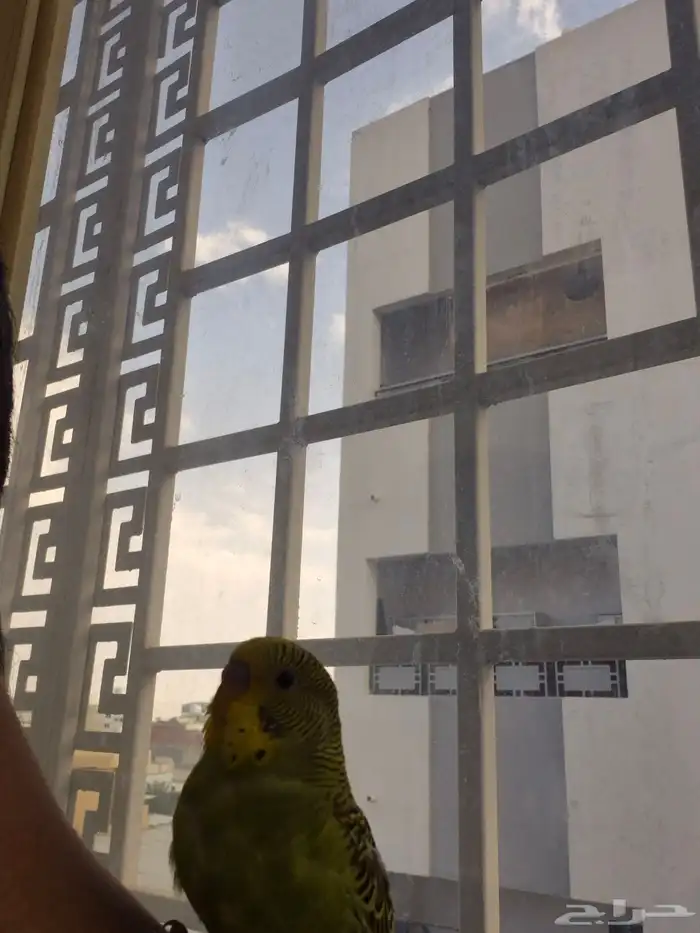 طير بادجي اليف صحة كفو 3