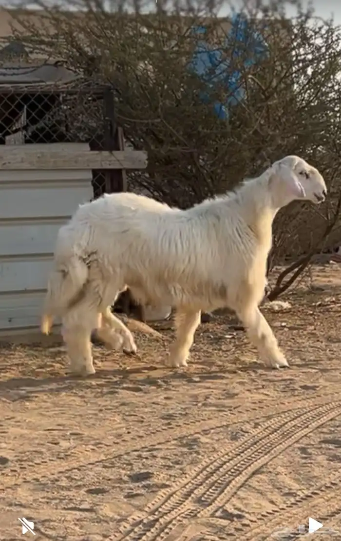 خروف جذع ذبيحة ضيوف 2