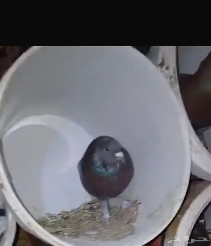 للبيع زوجين حمام منتج شرط تحت بيض ودجاجتين بياضات شرط 2