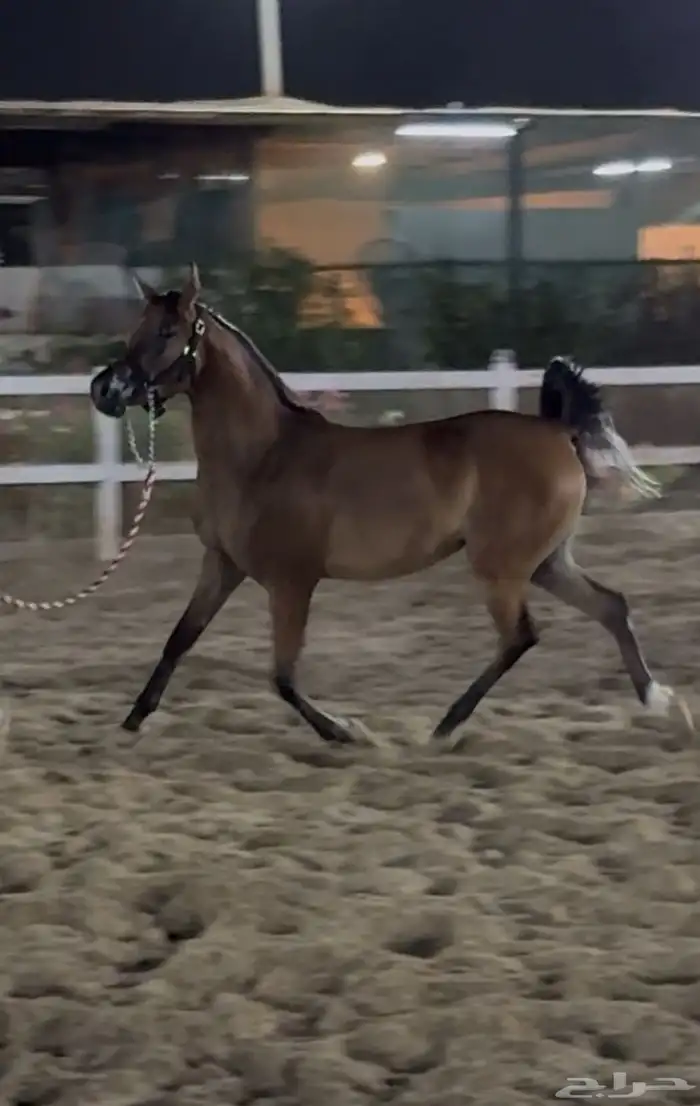 مهرة عربية اصيلة 1