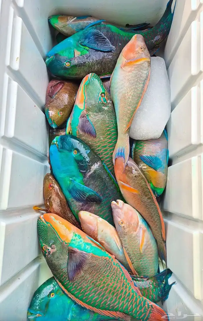 اسماك اليوم 9