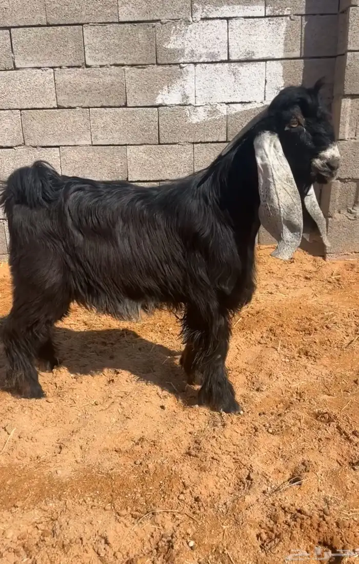 فحل هارضي هاب وحار وصنف نادر خصمم 0