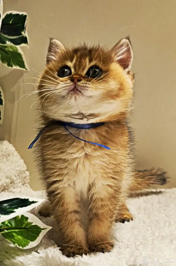 قطط سكوتش كتن وكبير للبيع 3