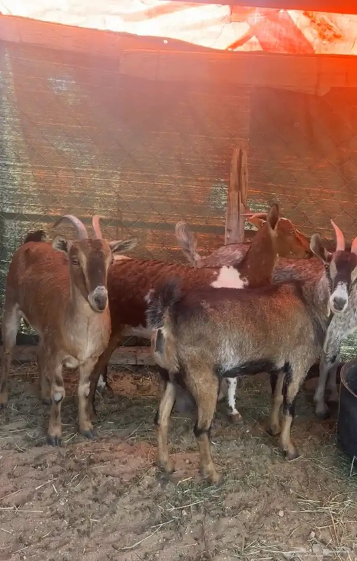 معزا دفيع العدد 4 6