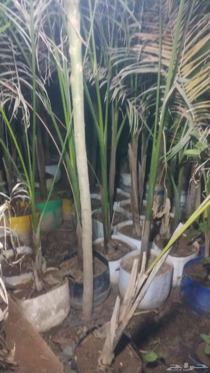 بيع شجرة نخل ملوكي جمله 50 فقط 0