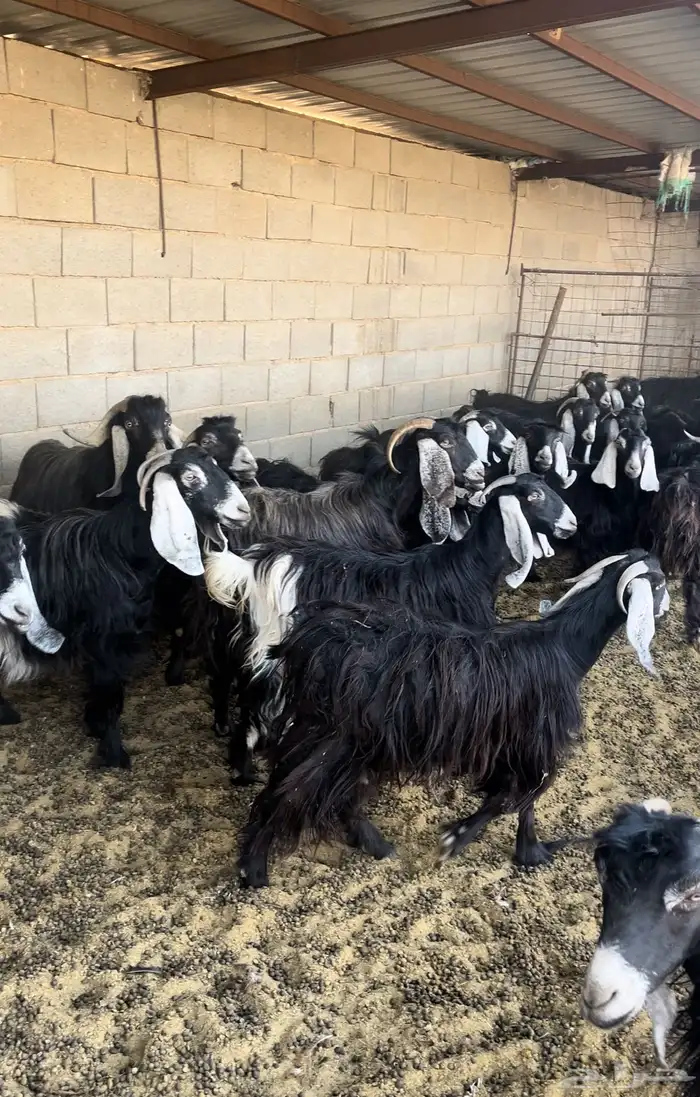 معزاء عوارض للبيع 0