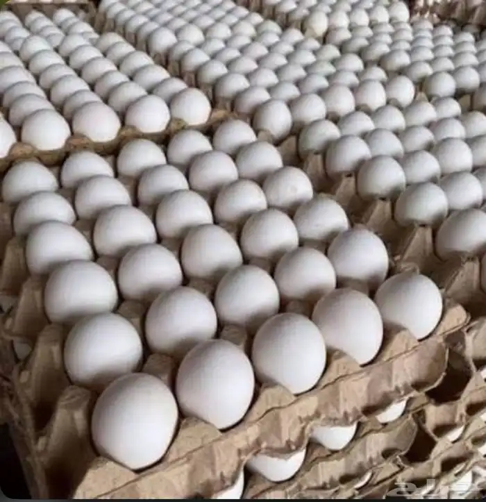مورد بيض بلدي كارتون فقط 0