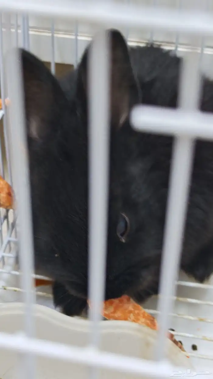 للبيع ارنب اسود صغير مع قفص وعلف 1