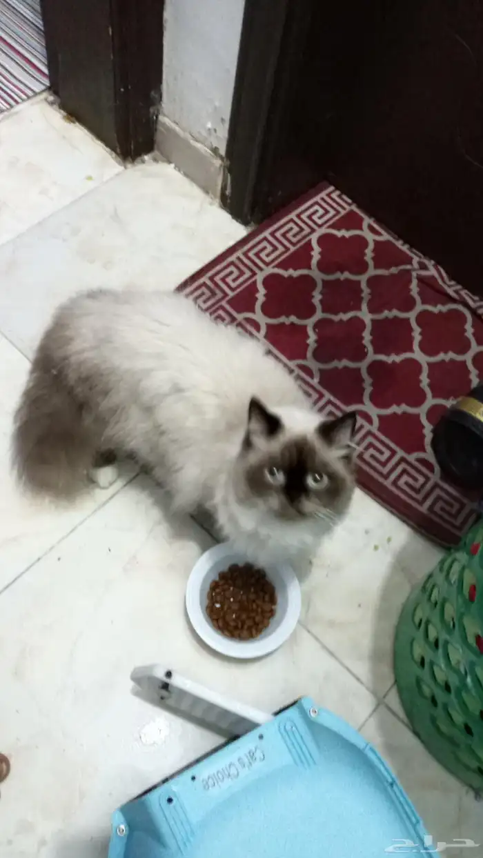 لتبني لوجه الله قطوه هملايا ذكر مهجن صحه 100 توه بلغ يبغا يت 7