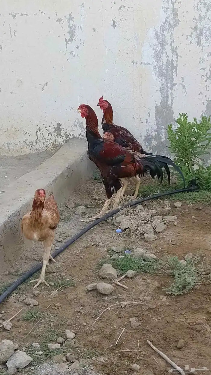 ديوك باكستاني للبيع 5