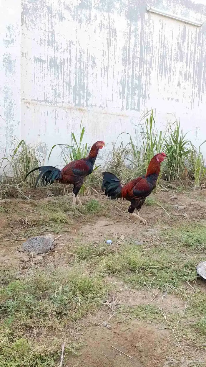 ديوك باكستاني للبيع 8