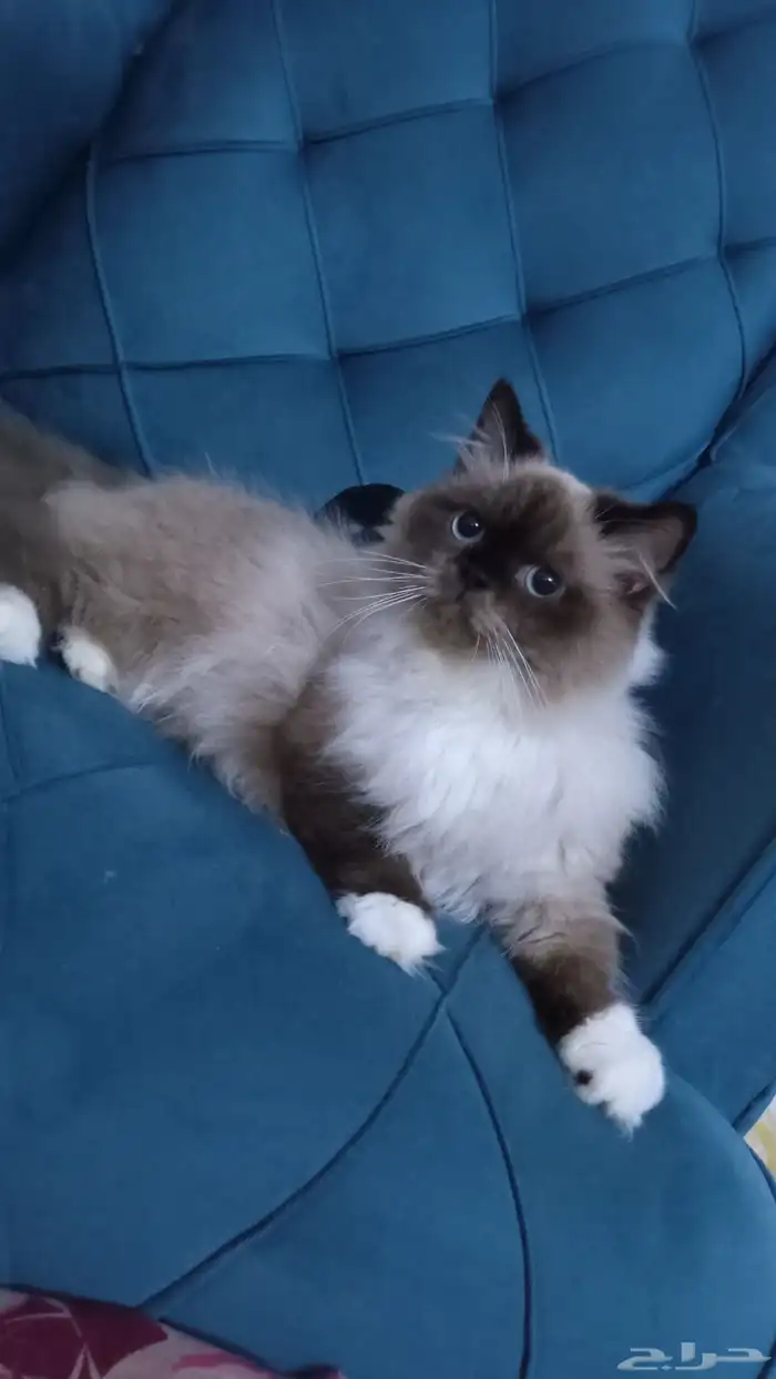 لتبني لوجه الله قطوه هملايا ذكر مهجن صحه 100 توه بلغ يبغا يت 2