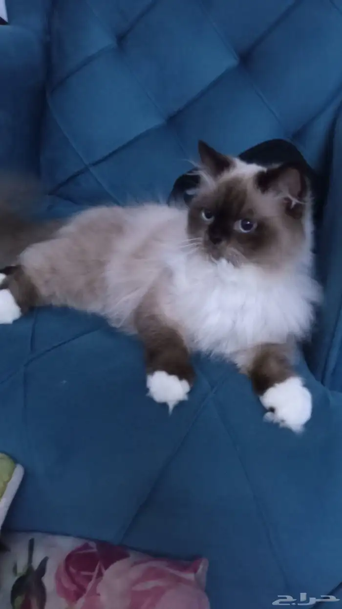 لتبني لوجه الله قطوه هملايا ذكر مهجن صحه 100 توه بلغ يبغا يت 5