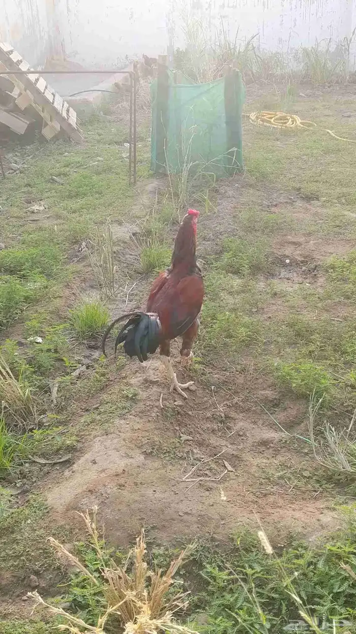 ديوك باكستاني للبيع 1